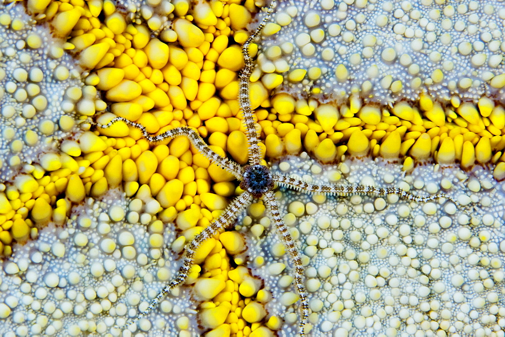 Hawaii, Reticulated brittle star (ophiocoma brevipes) on cushion starfish (culcita novaeguineae).