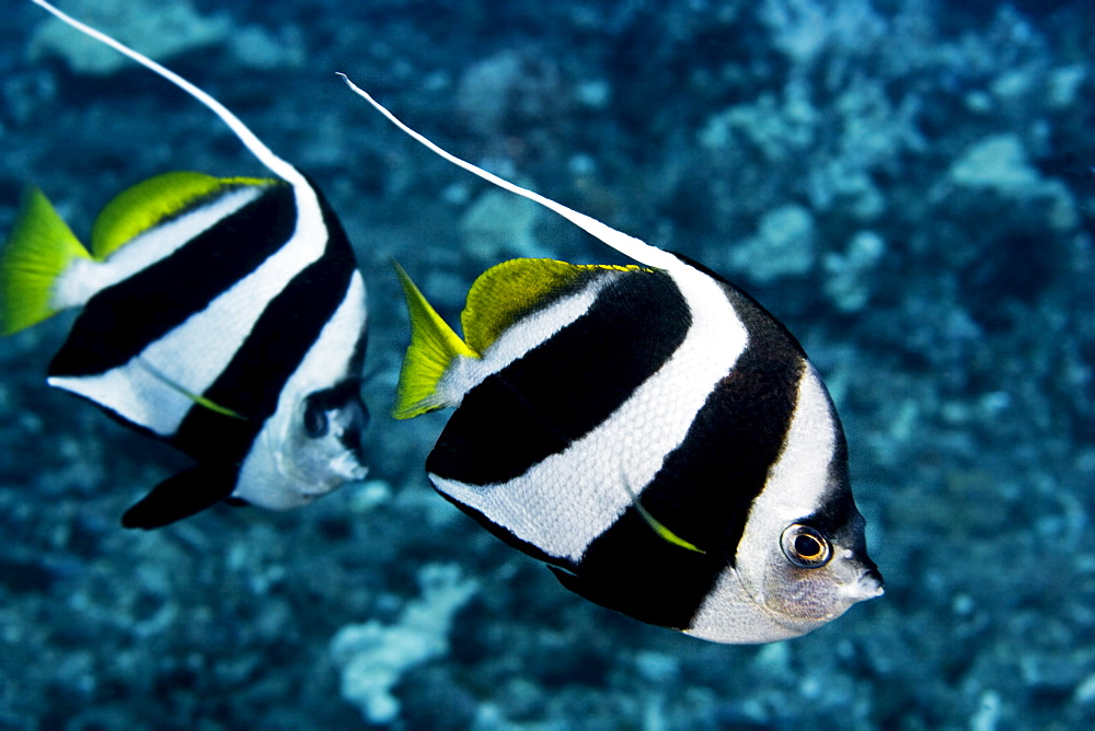 Hawaii, Two Pennant Bannerfish (heniochus chrysostomus) gliding through water together.