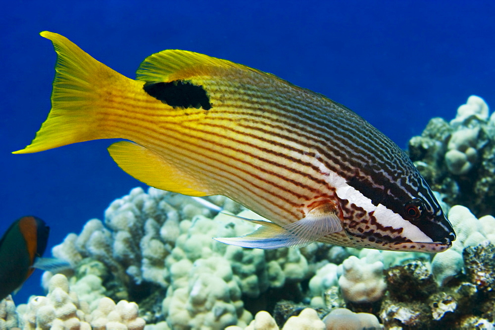 Hawaii, Hawaiian hogfish (bodianus bilunulatus).