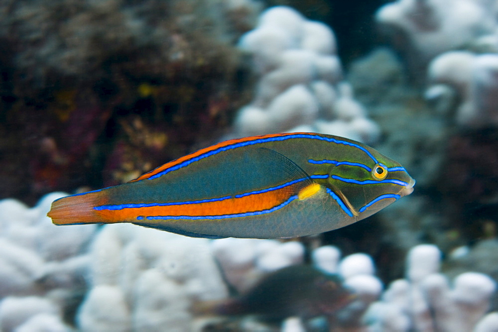 Hawaii, Male belted wrasse (stethojulis balteata) gliding through the water.