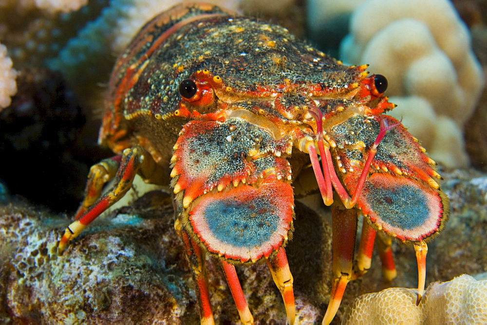 Hawaii, Regal Slipper lobster (arctides regalis), Close-up of face.