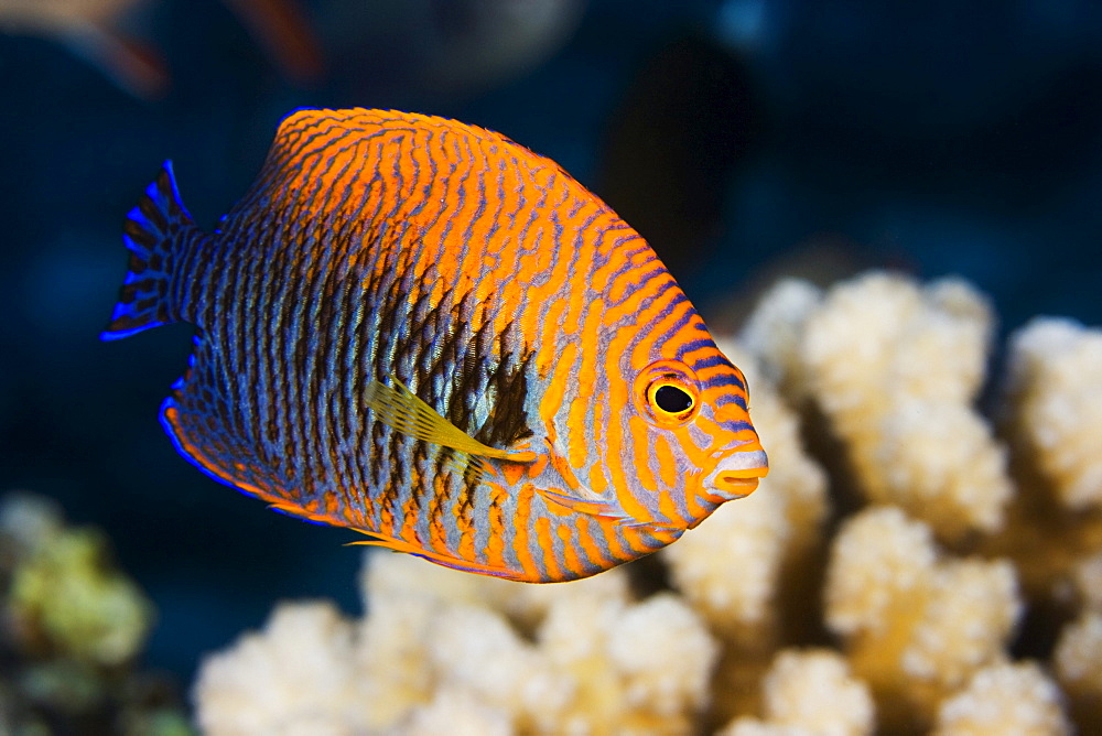 Hawaii, Potter's angelfish (Centropyge potteri).