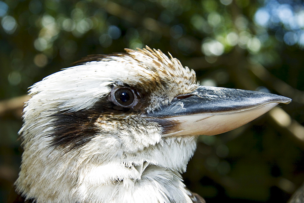 Australia, Kookaburra (dacelo navaguinae), Close-up of face.