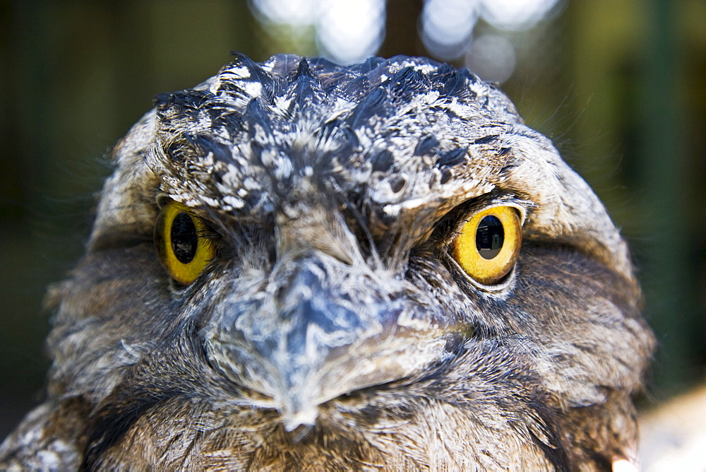 Australia, Tawny frogmouth (podargus strigoides), Close-up of face.