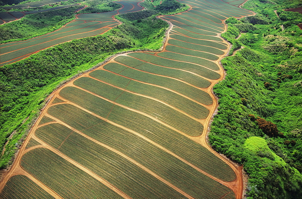 Aerial of pineapple fields, well groomed in rows.