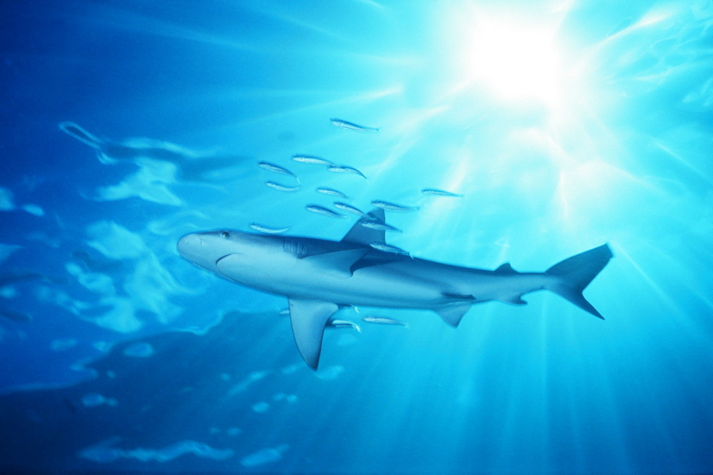 Hawaii, galapagos shark with sunburst in background, (Carcharhinus galapagensis).