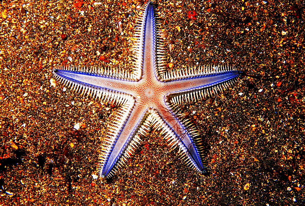 Galapagos, closeup of seastar on colorful sand.