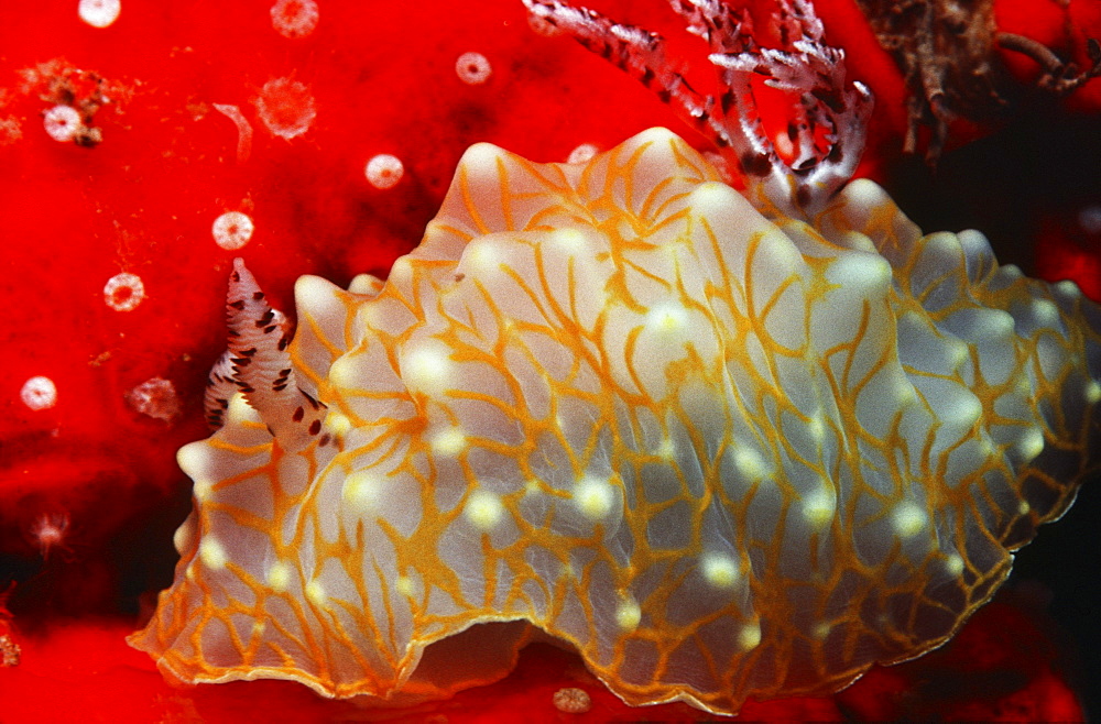 Hawaii, gold-lace nudibranch, with red sponge.