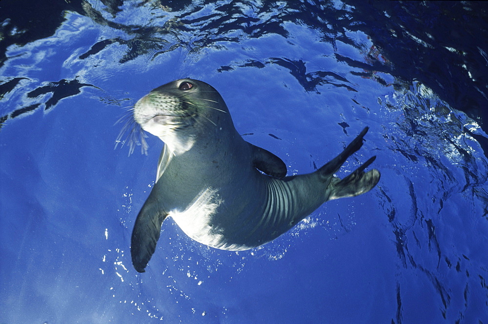 Hawaii, Maui, Molokini,  monk seal playing.