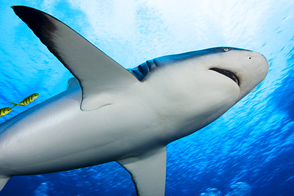 Micronesia, Yap, Yellow juvenile jacks swim with a grey reef shark, (Carcharhinus amblyrhynchos).