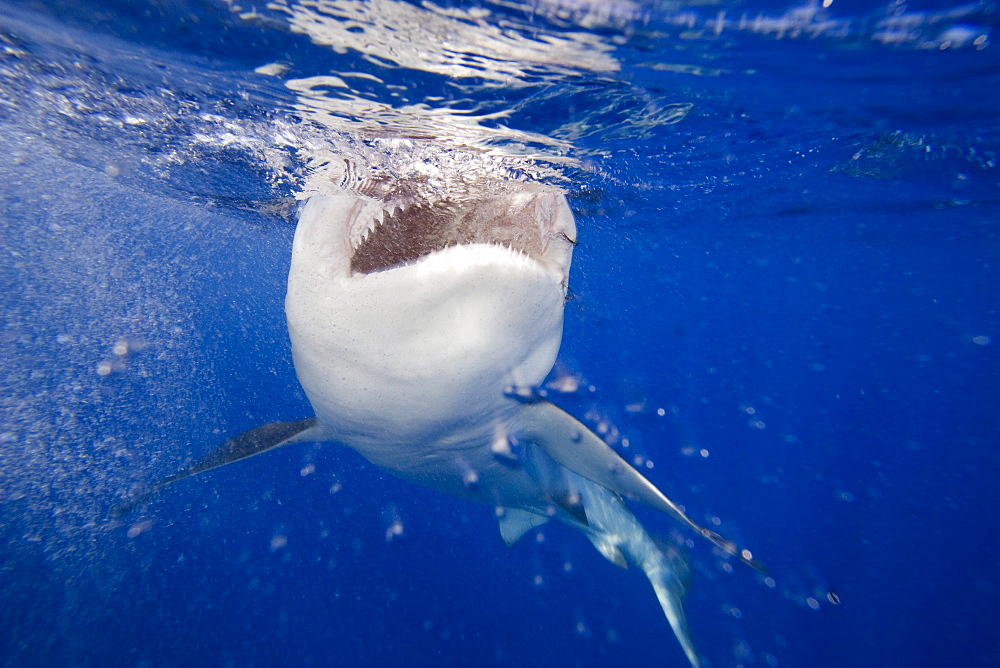 Hawaii, This galapagos shark (Carcharhinus galapagensis) can reach twelve feet in length and is listed as potentially dangerous.  It has been attracted with bait and has broken the surface with a splash.