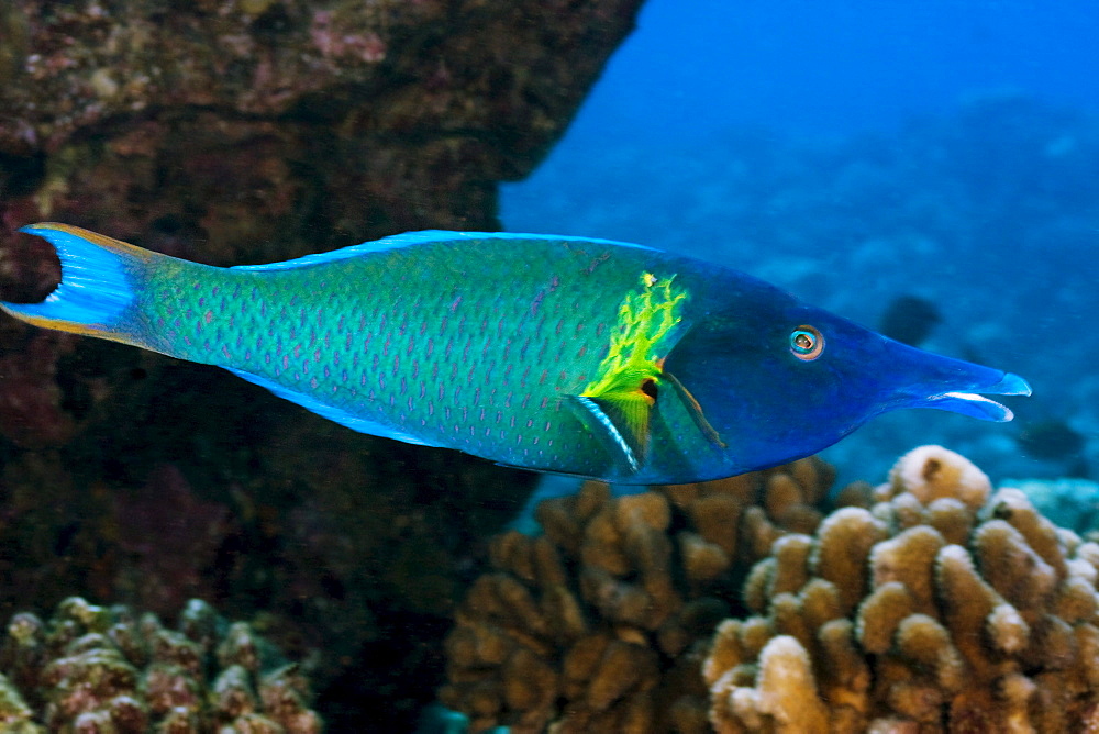 Hawaii, The bird wrasse (Gomphosus varius) is easily identified by it's long curved snout. This individual is a terminal male.