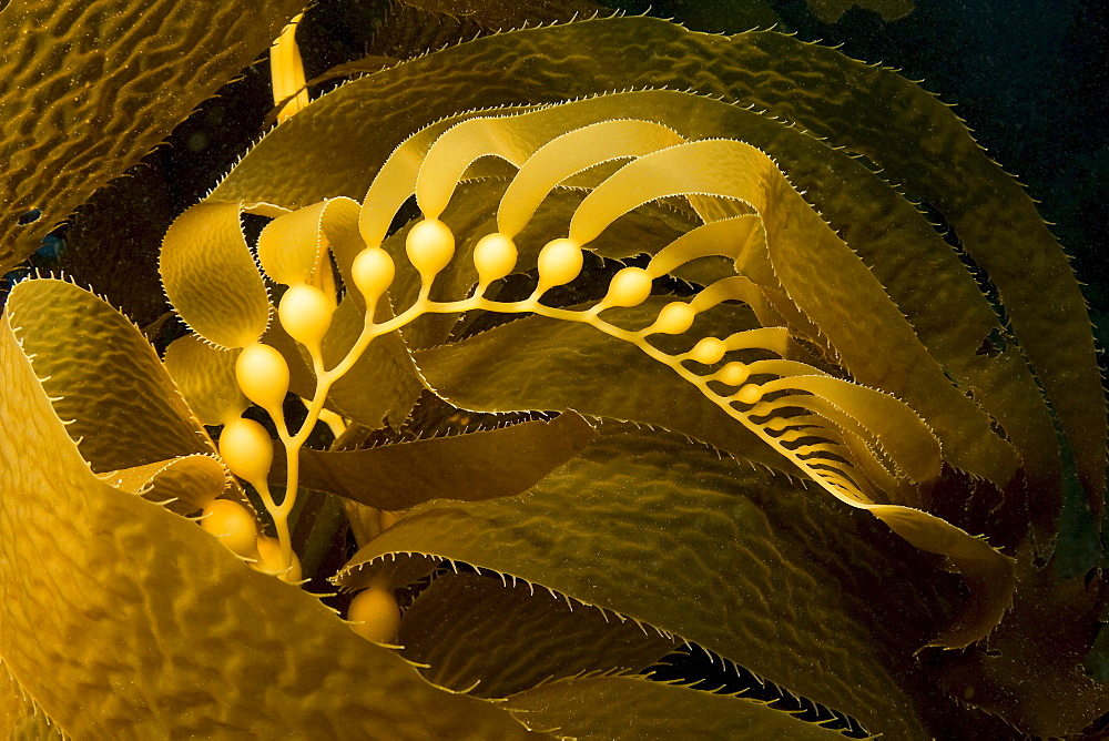 California, Giant kelp frond showing pneumatocysts (Macrocystis pyrifera) Catalina Island, Channel Islands National Marine Sanctuary.