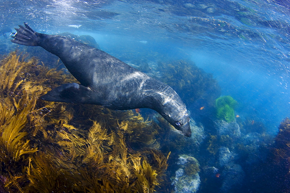 Mexico, Guadalupe Island, This young Guadalupe Fur Seal (Arctocephalus townsendi) is playful in the waves.