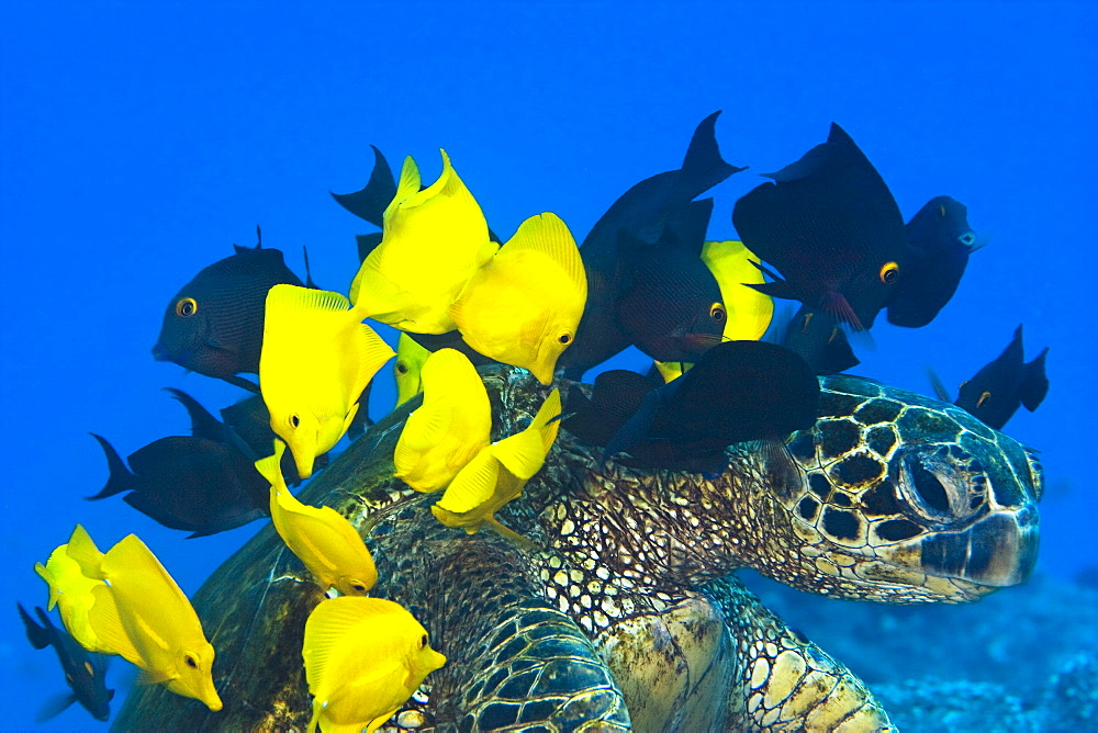 Hawaii, Goldring surgeonfish and yellow tangs are cleaning algae from the shell of this green sea turtle (Chelonia mydas) an endangered species.