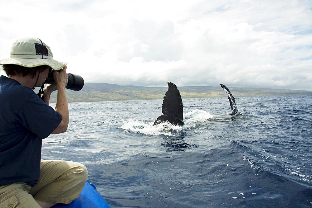 Hawaii, Maui, Lahaina, A photograher on a whale watching boat out of got a close up look at the tail of a humpback whale (Megaptera novaeangliae).