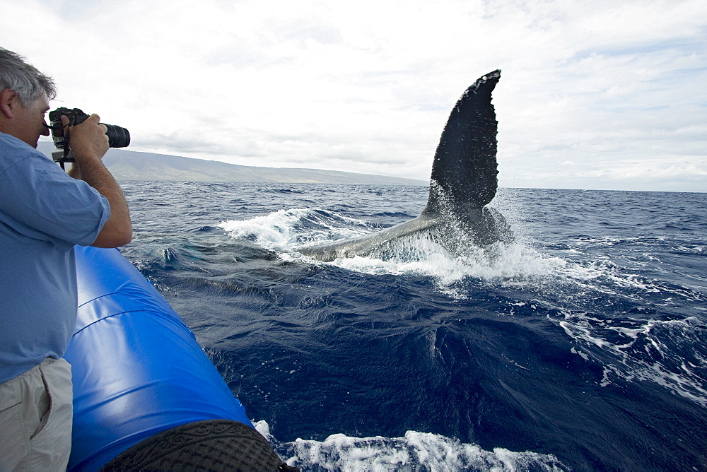 Hawaii, Maui, Lahaina, A photograher on a whale watching boat out of got a close up look at the tail of a humpback whale (Megaptera novaeangliae).