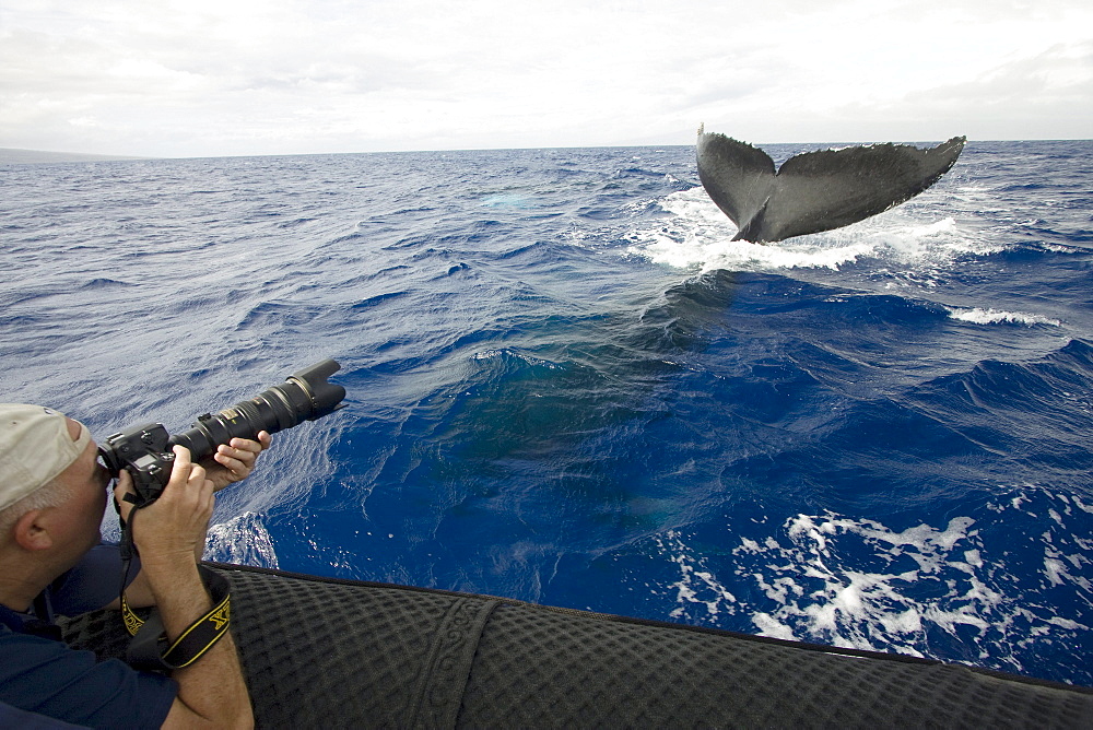 Hawaii, Maui, Lahaina, A photograher on a whale watching boat out of got a close up look at the tail of a humpback whale (Megaptera novaeangliae).