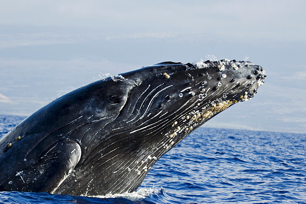 Hawaii, Breaching Humpback whale, (Megaptera novaeangliae).