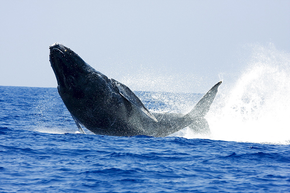 Hawaii, This image captures the split second when this breaching humpback whale (Megaptera novaeangliae) is completely airbore. An incredible feat for this enormous leviathan.