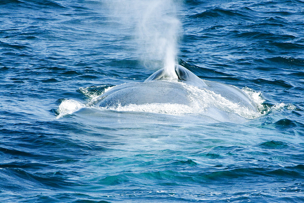 California, A blue whale (Balaenoptera musculus) surfaces and exhales. Blue whales are the largest creature to ever live on our planet.