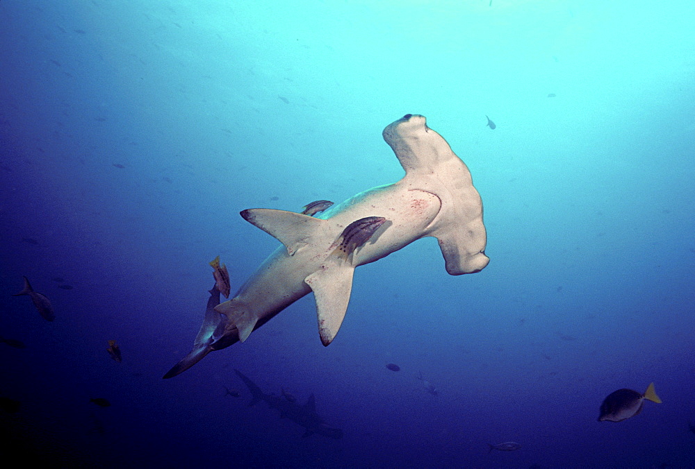 Galapagos Islands, A hogfish cleaning a scalloped hammerhead shark (Sphyrna lewini).