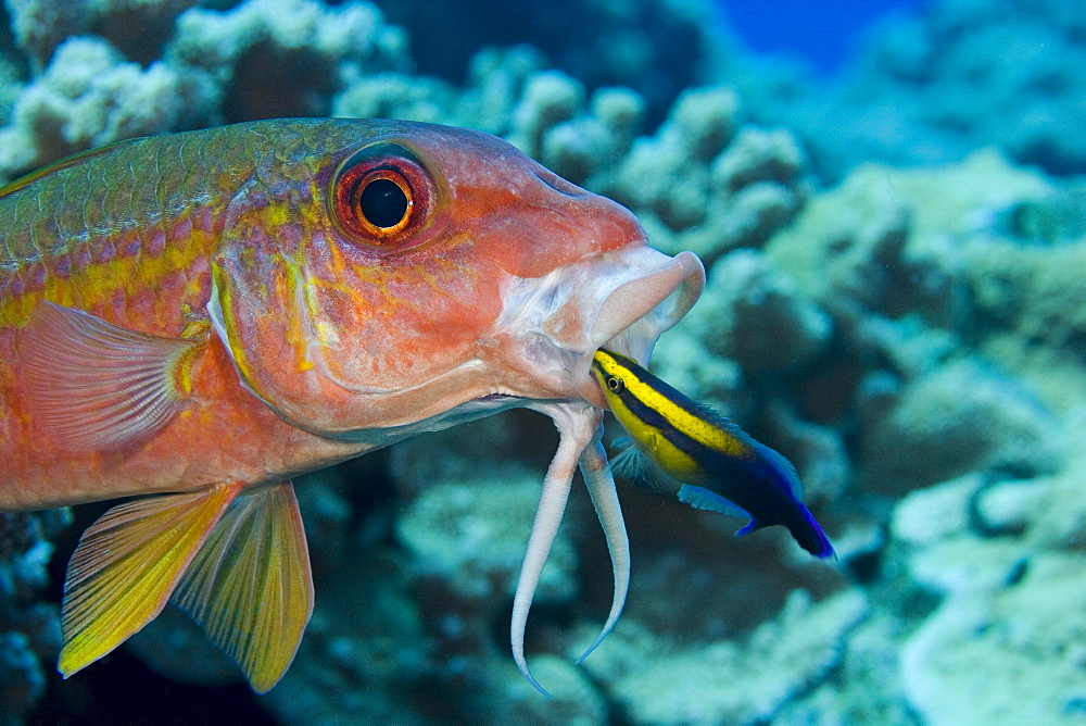 Hawaii, Yellowfin goatfish (Mulloidichthys vanicolensis) and an endemic Hawaiian cleaner wrasse (Labroides phthirophagus) taking a close look in it's mouth.