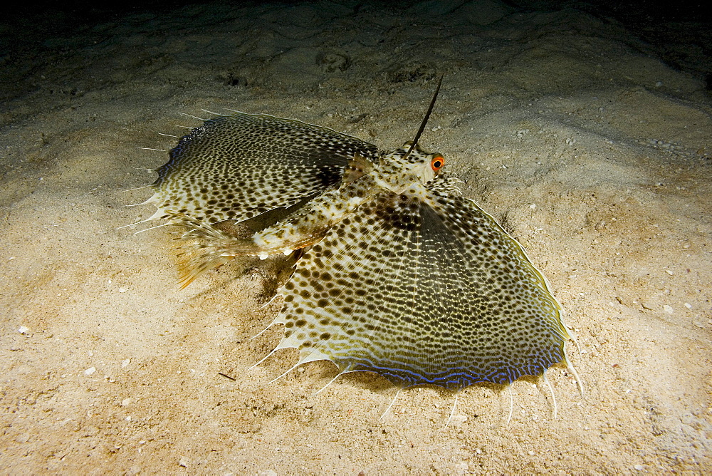 Hawaii, The oriental flying gurnard (Dactylopterus orientalis) is remarkable for its enormous pectoral fins. When spread, they have the form of rounded fanlike wings.