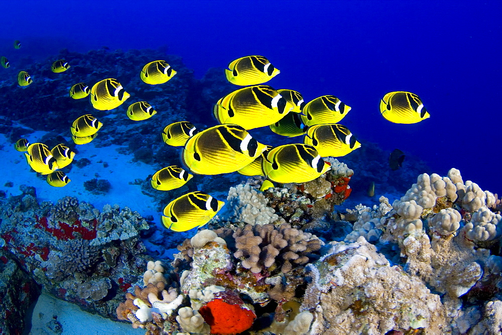 Hawaii, Schooling raccoon butterflyfish (Chaetodon lunula).