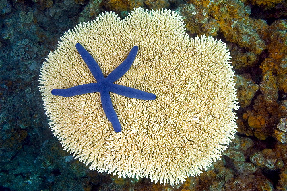 Fiji, Vanua Levu, This seastar/starfish (Linckia laevigata) is pictured on a hard plate coral.