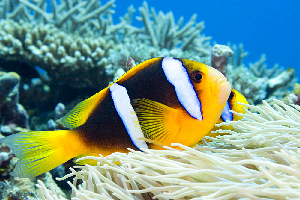 Fiji, This orange-fin anemonefish (Amphiprion chrysopterus) is pictured over it's host anemone.