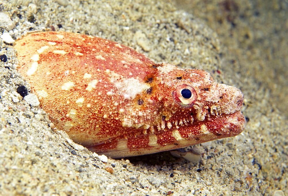 Hawaii, Crocodile snake eel (Brachysomophis crocodilinus) or puhi, an ambush predator.