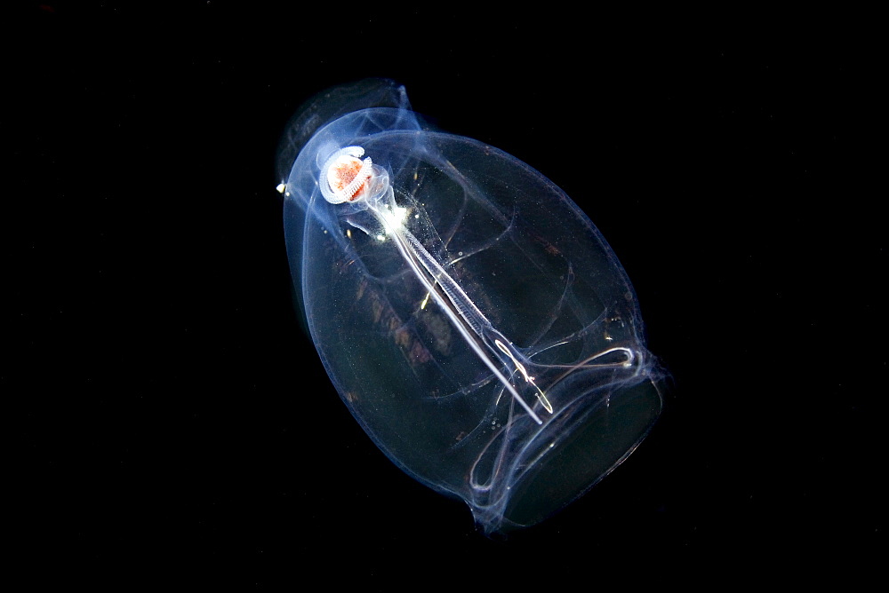 Hawaii, This pelagic tunicate or salp (Pegea confoederata) is part of the Salpidae family of gelatinous animals.