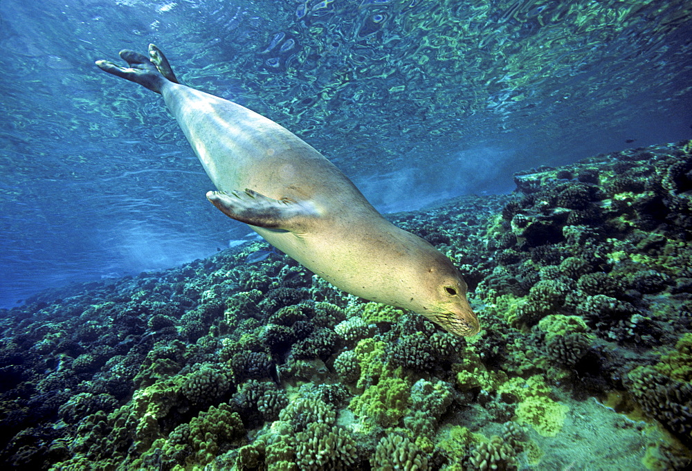 Hawaii, Underwater encounters with Hawaiian monk seals  (Monachus schauinslandi), endemic and endangered, are few and far between.