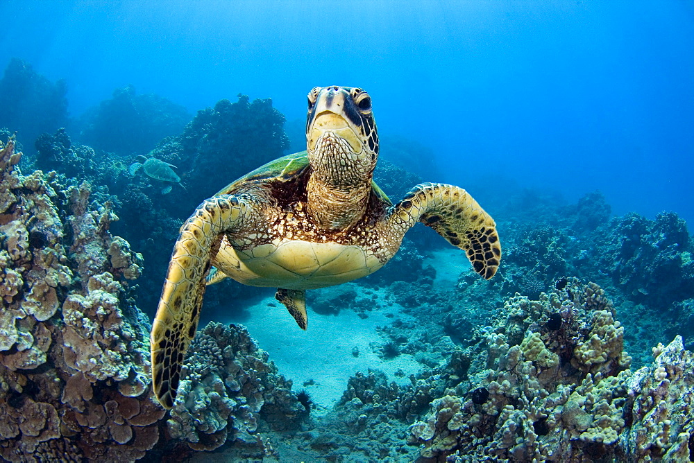 Hawaii, Green sea turtle (Chelonia mydas) an endangered species.