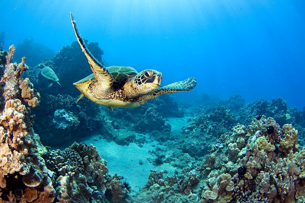 Hawaii, Green sea turtle (Chelonia mydas) an endangered species.