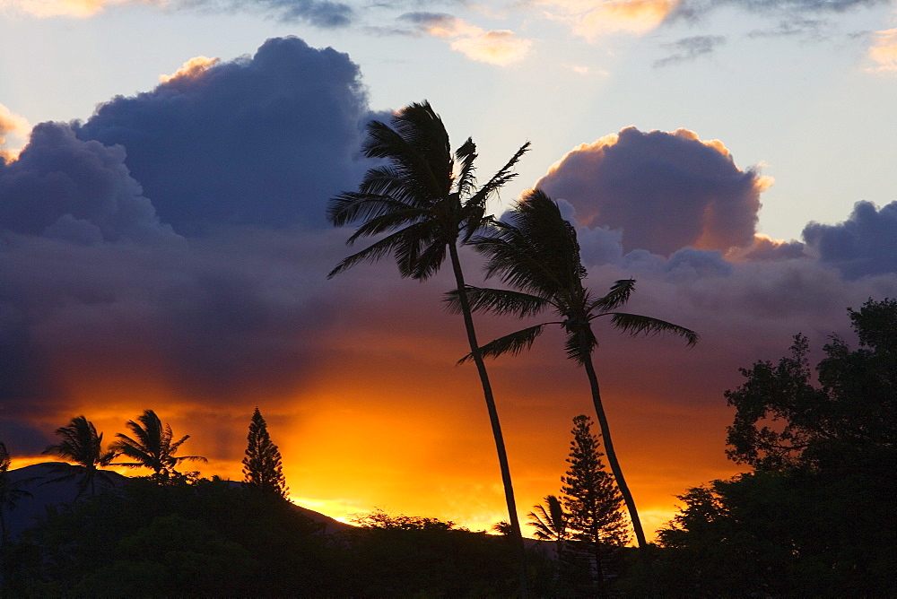 Hawaii, Maui, North Shore, palm trees on a hill, puffy clouds and colorful sunset.