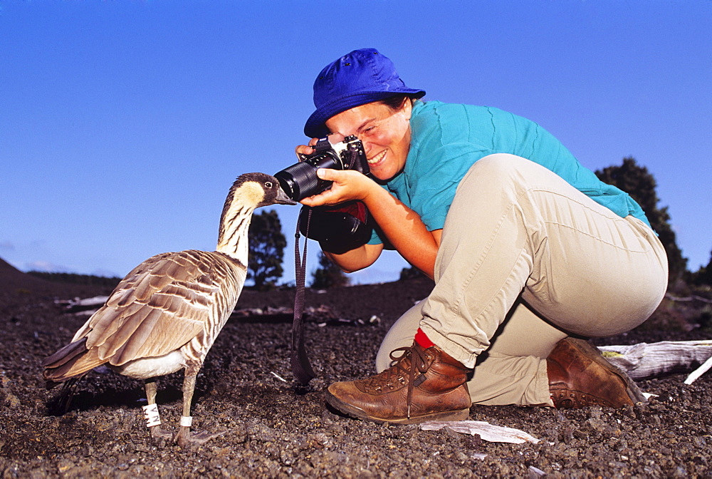 Hawii, Woman kneeling photographing Nene on gravel.