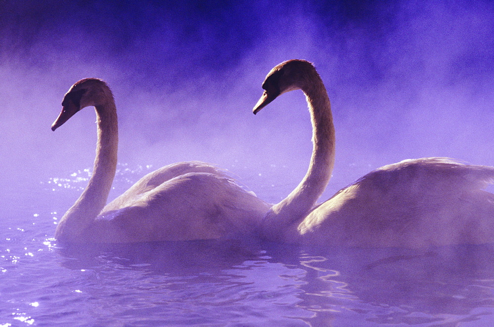 Two white african swans swim together in a romantic purple mist.