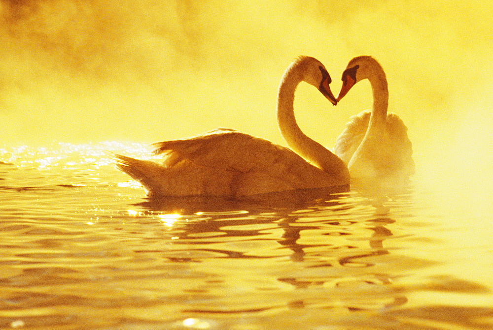 View of two african swans, misty sunset, romantic setting, heads together ina heart shape.