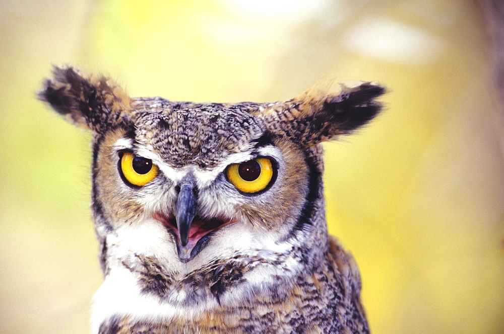 Closeup of the face of a great horned owl sitting in a cottonwood tree.