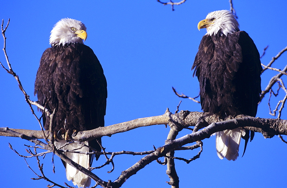 Alaska, Bald Eagle Preserve, two bald eagles perched on a branch.