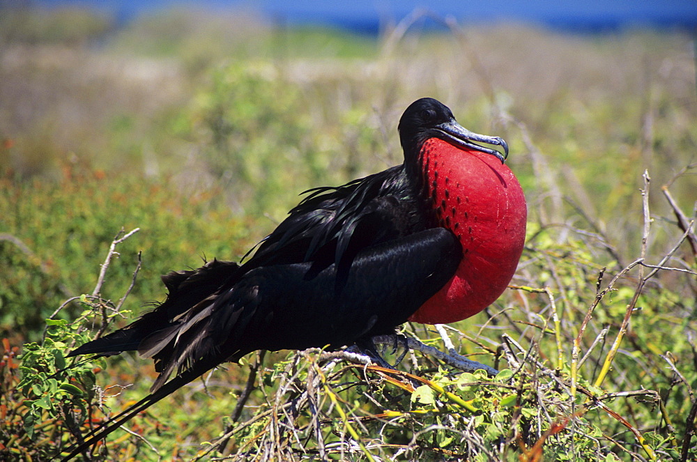 Galapagos Islands, Closeup of male great frigatebird (Fregata minor palmerstoni) with throat pouch inflated in grass.