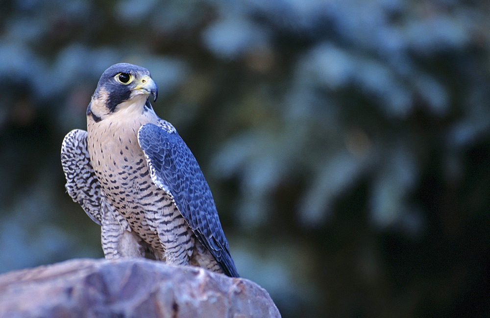 Peregrine Falcon (Falco peregrinus), adult male.