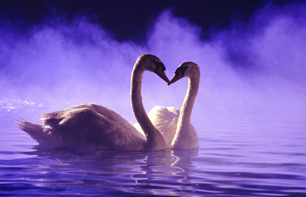 Pair of african swans swimming on misty pool, necks form heartshape, purple romantic atmosphere.