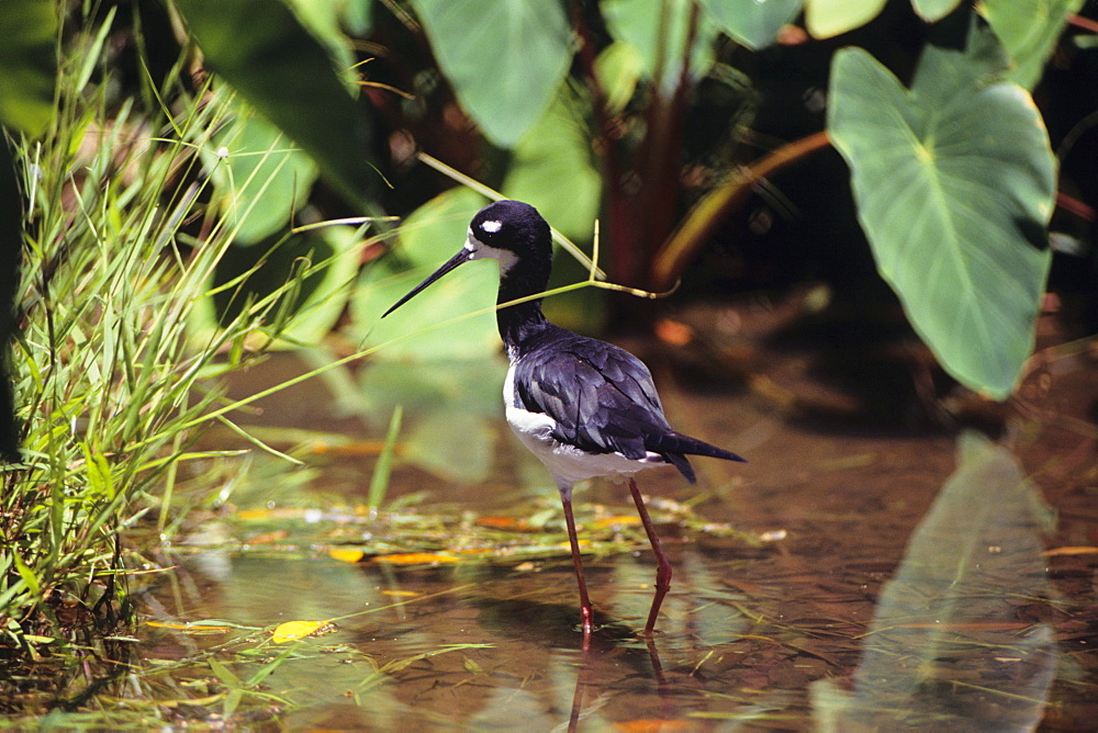 Hawaii, Hawaiian Stilt or Ae'o (Himantopus knudseni).