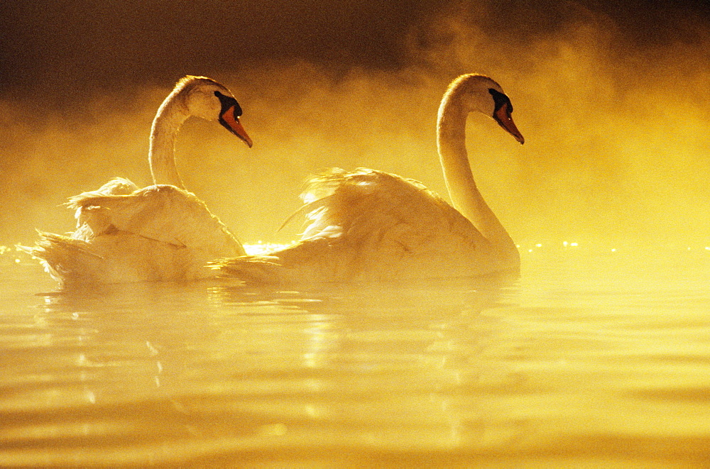 Pair of African Swans swimming in misty waters, soft yellow lighting.