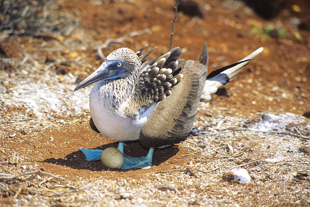 Galapagos Islands, Female blue footed booby (Sula nebouxi) on nest with one egg.