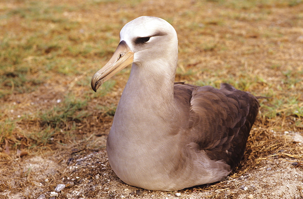 Northwest Hawaiian Islands, Midway Atoll, Hybrid Laysan/Black-footed albatross.