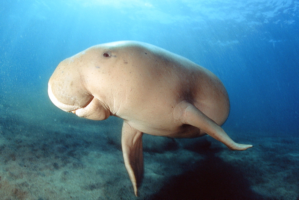 Indonesia, Dugong (Dugong dugon), swimming underwater.